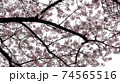 春 桜 自然 74565516
