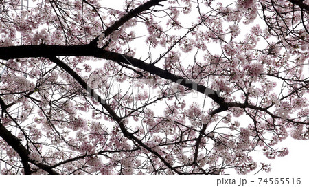 春 桜 自然 74565516