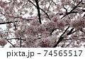 春 桜 自然 74565517