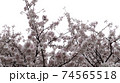 春 桜 自然 74565518