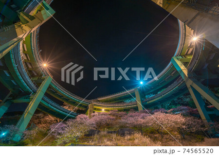 河津桜　河津ループ橋 74565520