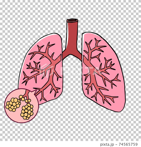 Image Of Lungs And Alveoli Stock Illustration