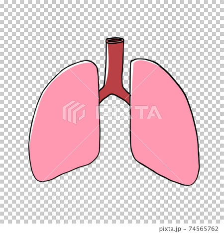 Image of healthy lungs 74565762