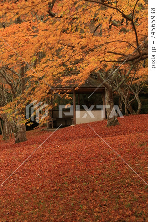 三谷公園　紅葉　10 74565938