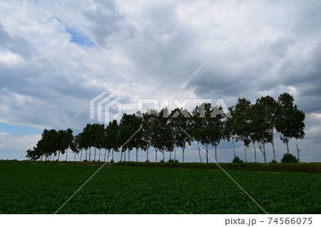 パッチワークの路 74566075