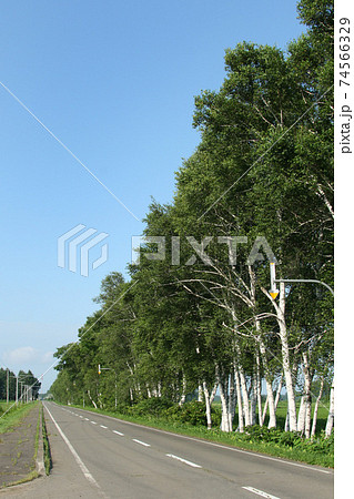 白樺並木の続く直線道路 十勝平野 十勝風景 白樺並木の続く直線道路 十勝平野 十勝風景 74566329