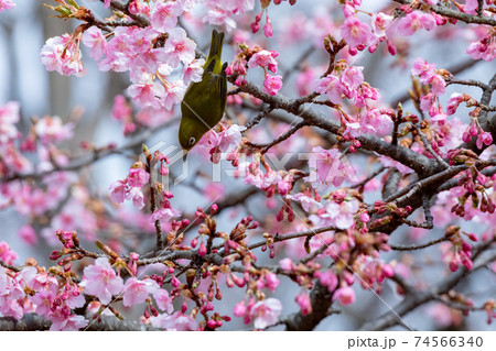 メジロ 河津桜 メジロ 河津桜 74566340