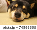 犬 74566668