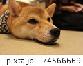 犬 74566669