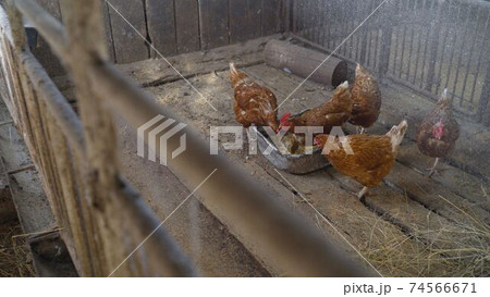 Colorful chickens under the tree. Beautiful brown hen in the chicken coop. Private chicken coop with wood imitation. 74566671