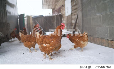 Red hens carry hens in the yard in winter. Animal winter life with hens in red and orange feathers standing and walking in the yard, white snow and a blurry background of the chicken coop. Red hens carry hens in the yard in winter. Animal winter life with hens in red and orange feathers standing and walking in the yard, white snow and a blurry background of the chicken coop. 74566708
