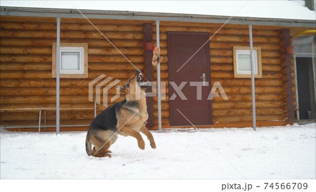 East European Shepherd. Young energetic scared dog walks in the forest. Harmonious relationship with the dog: mental health, education and training. East european dog in winter. East European Shepherd East European Shepherd. Young energetic scared dog walks in the forest. Harmonious relationship with the dog: mental health, education and training. East european dog in winter. East European Shepherd 74566709