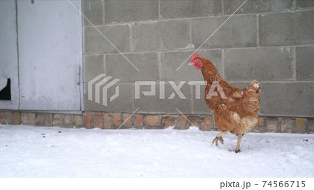Red fat chicken stands in the snow. Free range chicks are fighting for a position in the sun on a cold winter day with snow on the ground. Chicken in the yard covered in snow. Red fat chicken stands in the snow. Free range chicks are fighting for a position in the sun on a cold winter day with snow on the ground. Chicken in the yard covered in snow. 74566715