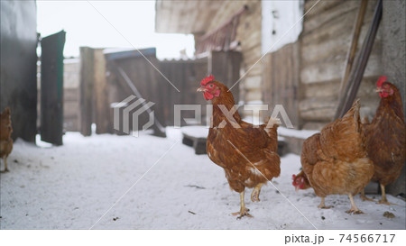 Chicken farm village chicken farm stable with lots of hen doing exercise outdoor on an early winter day. Beautiful hens - laying hens in the winter in the yard Chicken farm village chicken farm stable with lots of hen doing exercise outdoor on an early winter day. Beautiful hens - laying hens in the winter in the yard 74566717