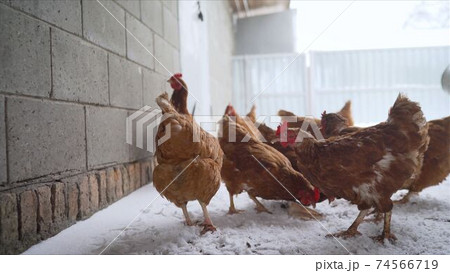 Chickens on traditional free range poultry farm walking in yard outside in winter. Eggs and poultry bio farming production. Chickens in the winter on the street. Hens walk in the winter in the yard. 74566719