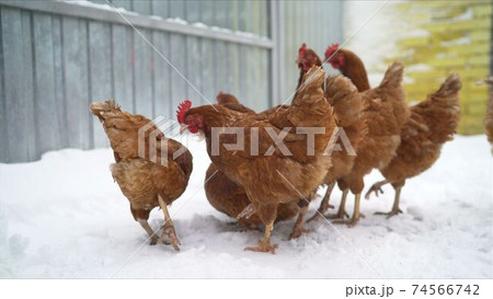 Hen in winter - farm bird. Chickens on the farm in winter Hen in winter - farm bird. Chickens on the farm in winter 74566742