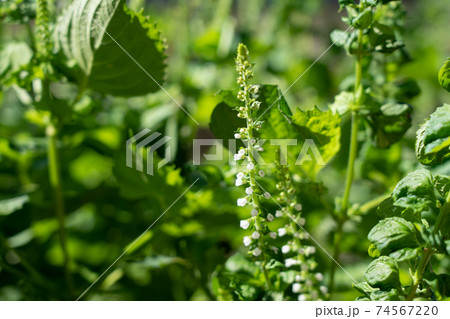 青紫蘇の花 9月 家庭菜園の写真素材
