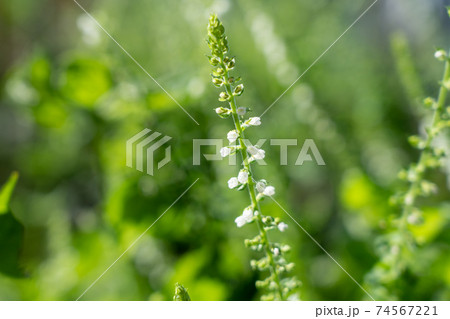 青紫蘇の花 9月 家庭菜園の写真素材