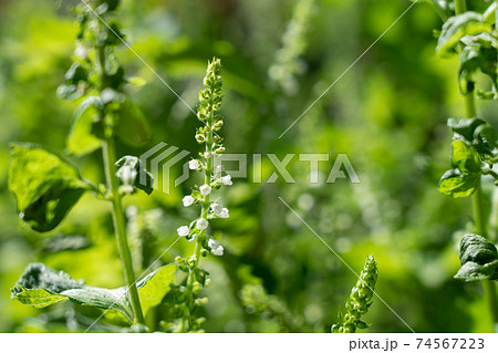 青紫蘇の花 9月 家庭菜園の写真素材
