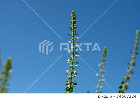青紫蘇の花と青空　（9月）　家庭菜園 74567224