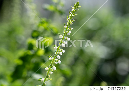 青紫蘇の花 9月 家庭菜園の写真素材