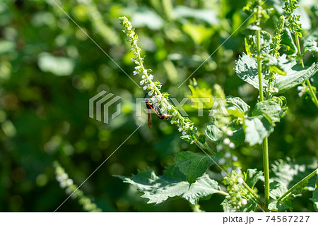 青紫蘇の花と蜂 9月 家庭菜園の写真素材