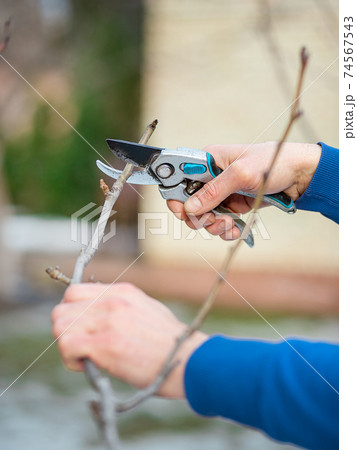 Close up of worker hands. The gardener cuts branches of bushes and trees in his garden. Close up of worker hands. The gardener cuts branches of bushes and trees in his garden. 74567543