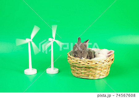 Two cute baby brown rabbits sleeping in basket with two wooden white windmill with rotation Two cute baby brown rabbits sleeping in basket with two wooden white windmill with rotation 74567608