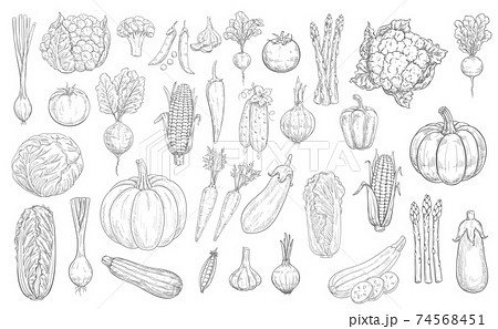Vegetables sketch icons, farm food harvest veggies 74568451