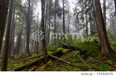 Mystical View of the Trail in Rain Forest 74568676