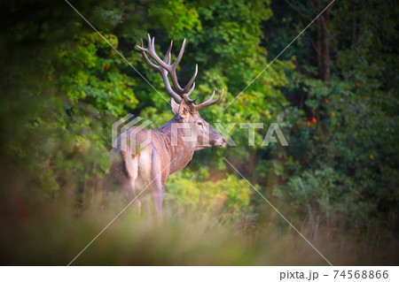 Red deer stag standing in forest in in summertime nature 74568866