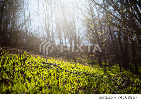 Forest background with green leaves growing on the ground and sun shining through trees. 74568867