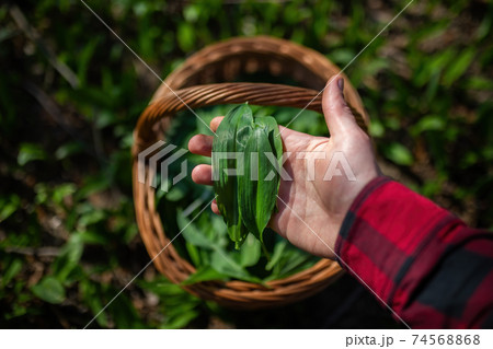 Human hand holding plucked leaves of buckram in spring nature. 74568868