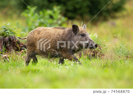 Young Wild Boar Walking On A Glade With Green の写真素材