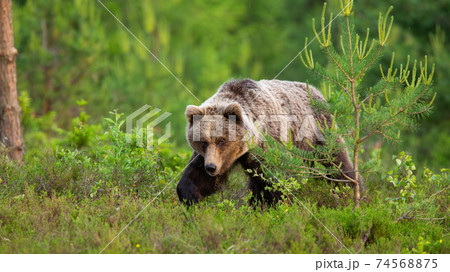 Dangerous brown bear walking through a moorland in spring nature 74568875