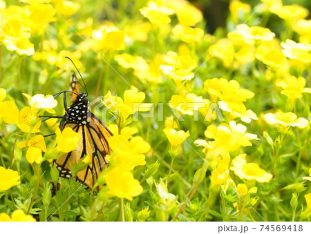 黄色の花の中のオオカバマダラ 黄色の花の中のオオカバマダラ 74569418