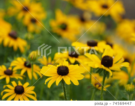 黄色い花畑 74569447