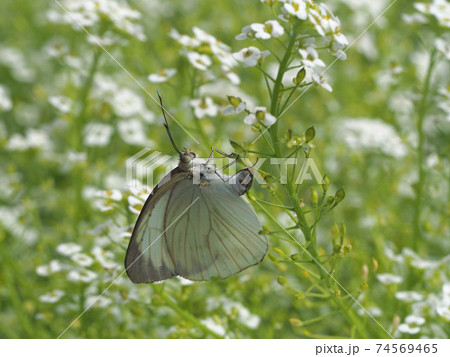 卵を白い花の茎に産み付けている白い蝶の写真素材