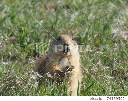 草原で草を食むオグロプレーリードックのアップ 草原で草を食むオグロプレーリードックのアップ 74569502