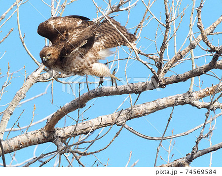 枝から飛び立つアカオノスリ 枝から飛び立つアカオノスリ 74569584