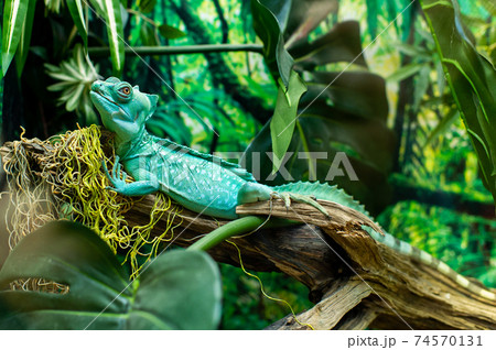 Close-up shot of a turquoise iguana sitting on a branch with a blurry background Close-up shot of a turquoise iguana sitting on a branch with a blurry background 74570131