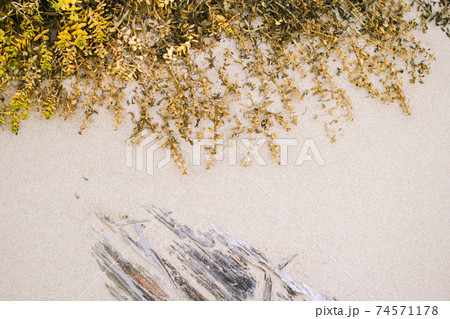 a plant and a beached log on the sand a plant and a beached log on the sand 74571178