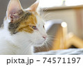 The domestic tricolor cat wants to sleep.  74571197