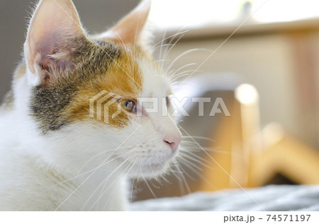 The domestic tricolor cat wants to sleep. The domestic tricolor cat wants to sleep. 74571197