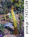 Orostachys spinosa. Wild plant of the nature of Siberia.  74571199
