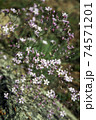 Gypsophila repens. Wild plant of the nature of Siberia.  74571201