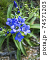 Gentiana. Wild plant of the nature of Siberia.  74571203