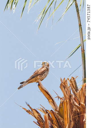 Falcon sits on palm tree on clear blue background. Big bird staring in camera. Sunny day in Hurghada, Egypt. Falcon sits on palm tree on clear blue background. Big bird staring in camera. Sunny day in Hurghada, Egypt. 74571387