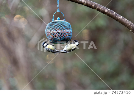 bird titmouse with a yellow belly, Titmouse on the branch. bird titmouse with a yellow belly, Titmouse on the branch. 74572410