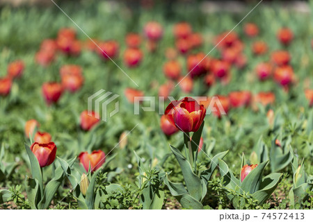 Red tulips banner. Glade of tulips flowers with open buds. Exhibition of flowers in the spring. 74572413